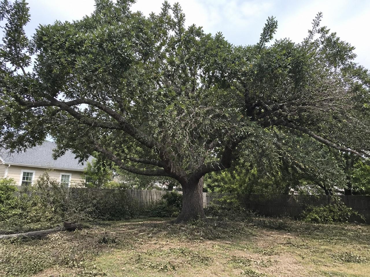Tree Trimming & Cleanup before